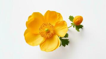 foto do lindo botão de ouro flor isolado em branco fundo. generativo ai