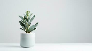 foto do cordeiros orelha flor dentro Panela isolado em branco fundo. generativo ai