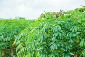 a mandioca, nos campos de mandioca na estação chuvosa, tem verdura e frescor. mostra a fertilidade do solo, folha de mandioca verde foto