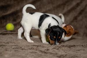 dois cachorrinhos jack russell brincam um com o outro por cobertores marrons. foto