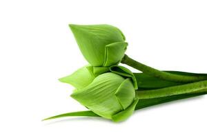 flor de lótus verde fresca em fundo branco foto