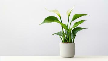 foto do zantedeschia flor dentro Panela isolado em branco fundo. generativo ai