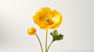 foto do lindo botão de ouro flor isolado em branco fundo. generativo ai