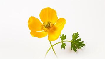 foto do lindo botão de ouro flor isolado em branco fundo. generativo ai