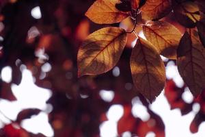 folhas vermelhas da árvore na natureza na temporada de outono fundo vermelho foto
