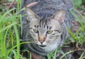 retrato do uma gato dentro natureza jardim foto