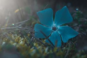 flor azul romântica na natureza na primavera foto