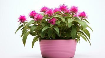 foto do Monarda flor dentro Panela isolado em branco fundo. generativo ai