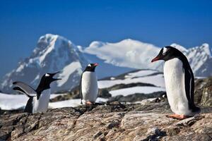 três pinguins sonhando foto