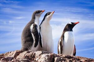 pinguins na Antártica foto