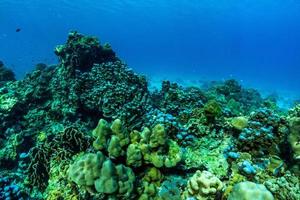 cena subaquática com recife de coral, ilha de raya, phuket, Tailândia.