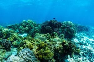 cena subaquática com recife de coral, ilha de raya, phuket, Tailândia.