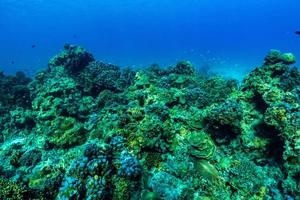 cena subaquática com recifes de coral e peixes. foto