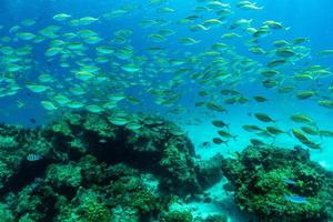 peixe está nadando pelo coral da ilha de raya phuket, tailândia foto