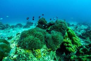 cena subaquática com recifes de coral e peixes. foto