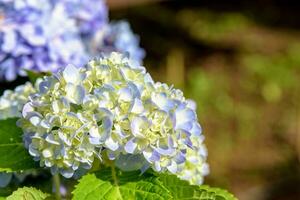 hortênsia macrophylla flor foto