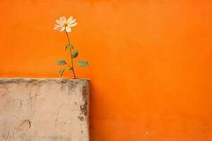 laranja plano parede com flor em a lado foto
