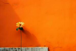 laranja plano parede com flor em a lado foto