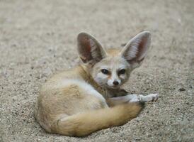 fennec Raposa vulpes zerda foto