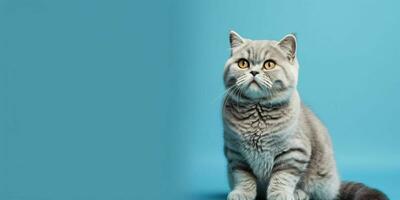 retrato do uma prata britânico cabelo curto gato isolado em azul fundo. generativo ai foto