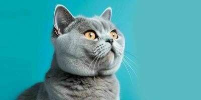 retrato do uma prata britânico cabelo curto gato isolado em azul fundo. generativo ai foto
