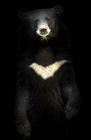 urso negro asiático foto