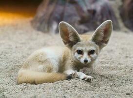 fennec Raposa vulpes zerda foto