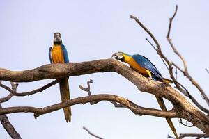 arara-azul-e-amarela adulta foto