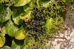 gambá uva frutificação plantar foto