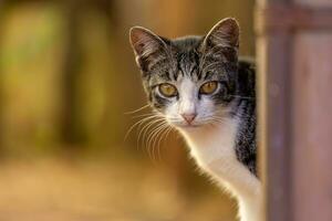 pequeno gato doméstico foto