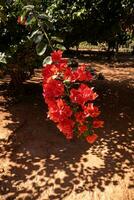 flores de plantas ornamentais foto