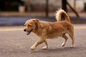 animal mamífero canino disperso cachorro caminhando foto