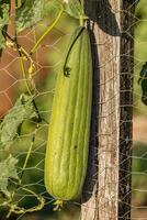 esponja cabaça plantar fruta foto