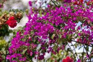 flores de plantas ornamentais foto