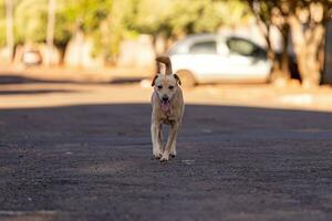 animal mamífero cachorro dentro a rua foto