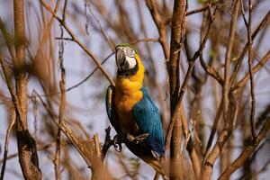 arara-azul-e-amarela adulta foto