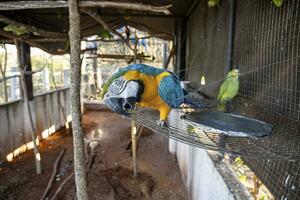 adulto azul e amarelo arara resgatado recuperando para livre reintrodução foto