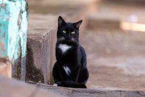 pequeno gato doméstico foto