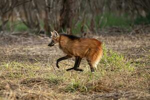 animal guarnecido Lobo foto