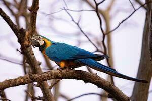 arara-azul-e-amarela adulta foto