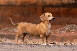 animal mamífero cachorro dentro a rua foto