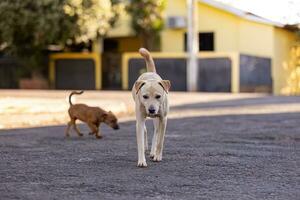 animal mamífero cachorro dentro a rua foto