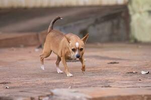 cachorro corrida em uma calçada foto