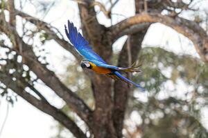 arara-azul-e-amarela adulta foto