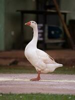 animal Fazenda greylag Ganso foto