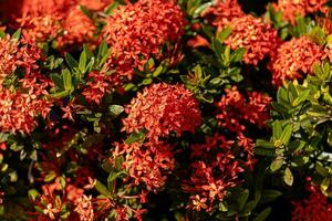 flor de planta de chama da selva vermelha foto