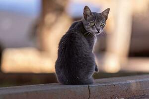 pequeno gato doméstico foto