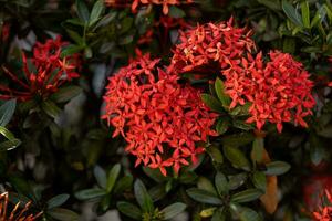 flor de planta de chama da selva vermelha foto