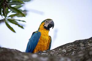 arara-azul-e-amarela adulta foto