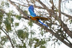 arara-azul-e-amarela adulta foto